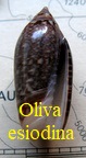 Oliva (Acutoliva) jaspidea= Oliva esiodina (Duclos, 1844)